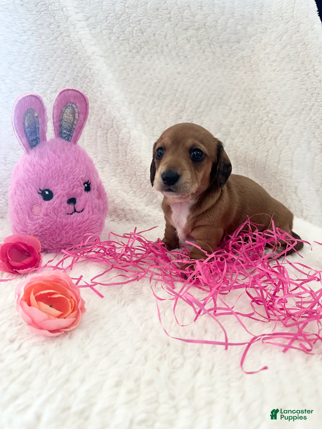 Dachshund dogs for sale: Dachshund Puppy 1 - Ad 4
