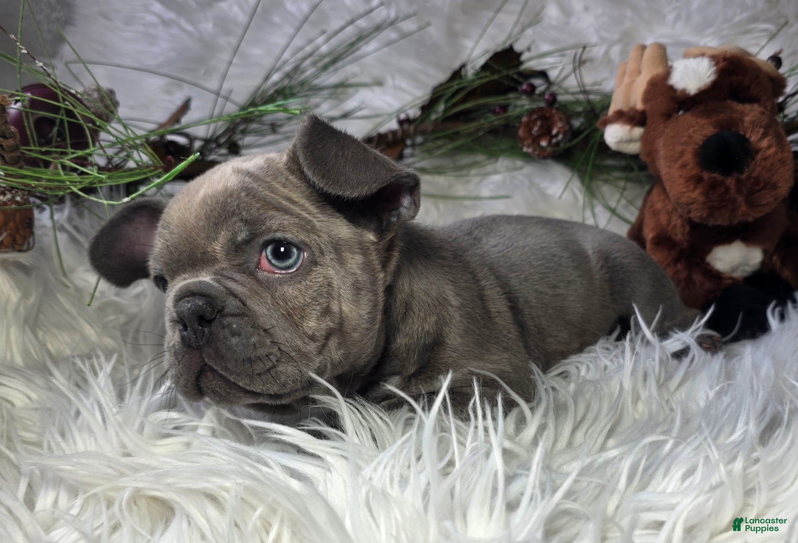 French Bulldog dogs Hunter - Ad 6