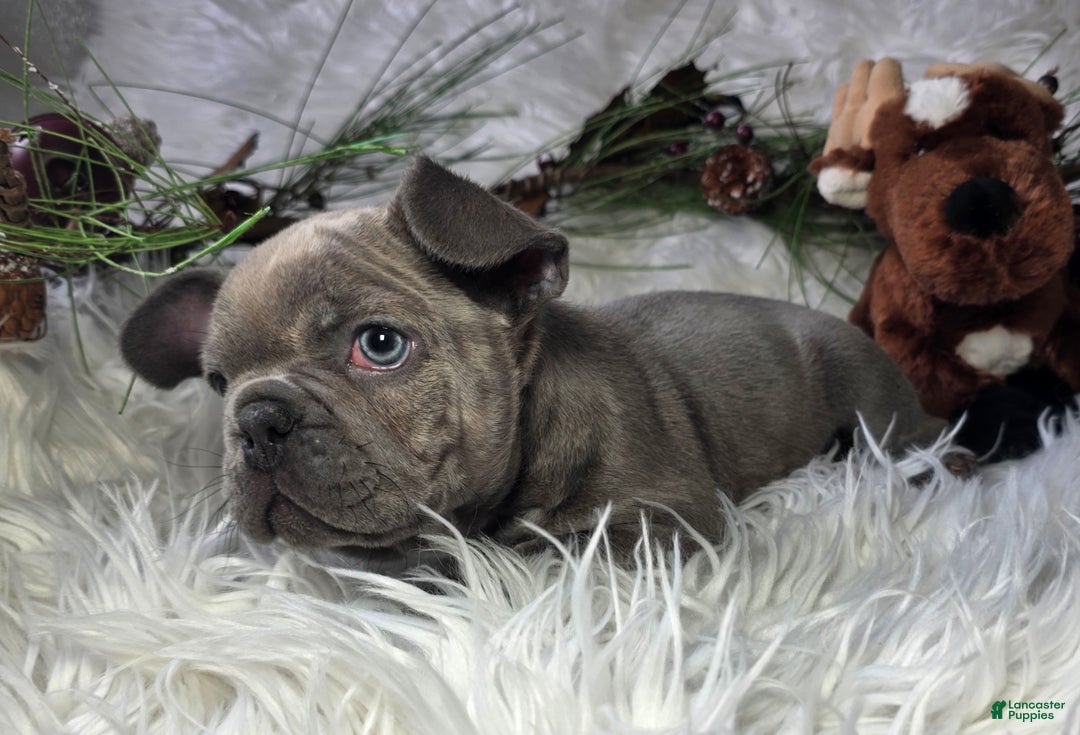 French Bulldog dogs for sale: Hunter - Ad 1