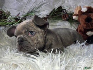 French Bulldog dogs for sale: Hunter - Ad 1