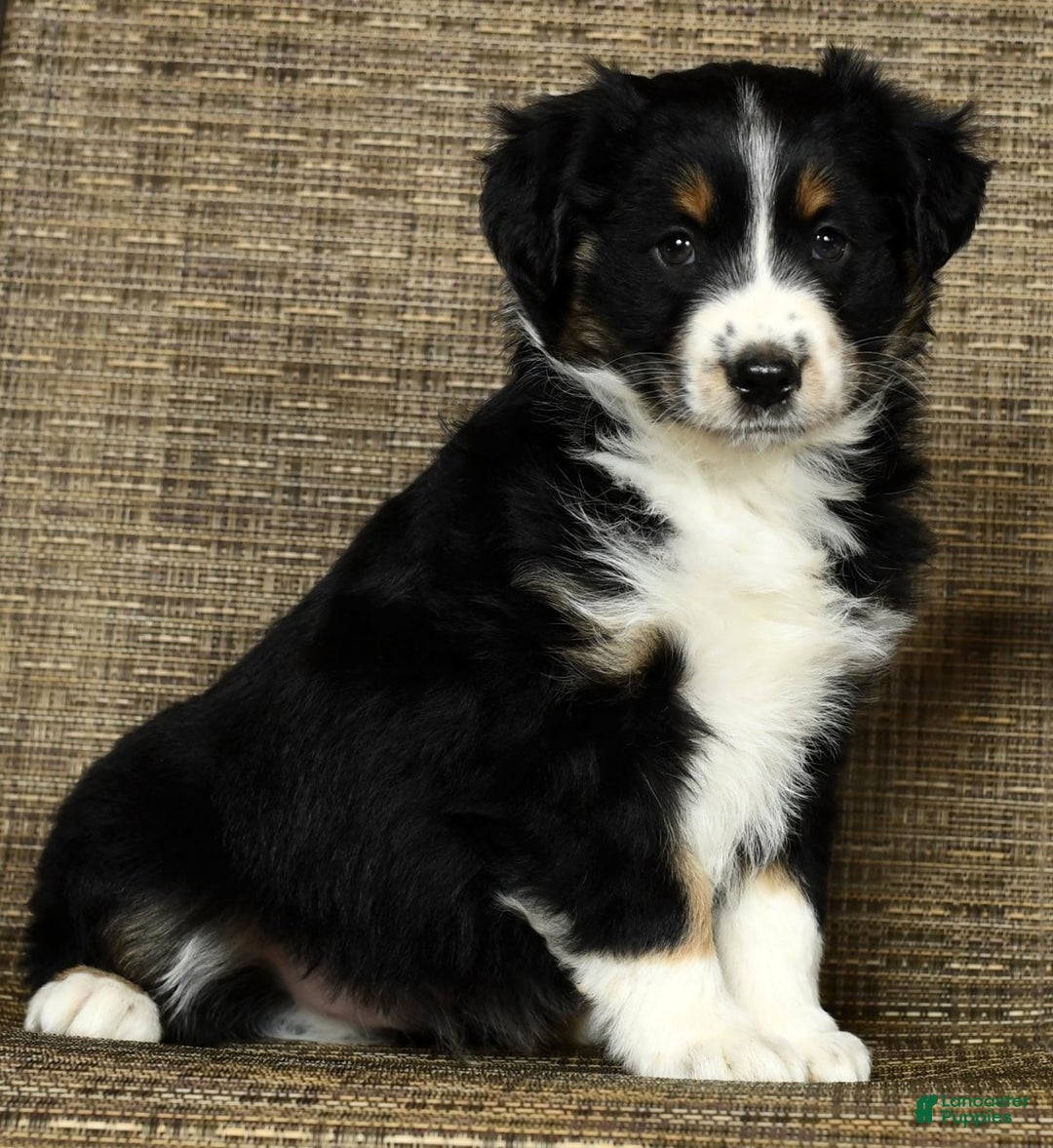 Miniature Australian Shepherd dogs for sale: Chestnut - Ad 1