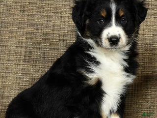 Miniature Australian Shepherd dogs Chestnut - Ad 11
