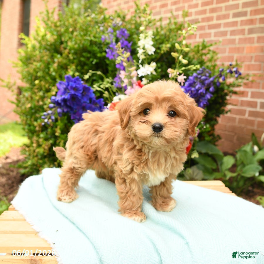 Maltipoo dogs for sale: Lake  - Ad 4