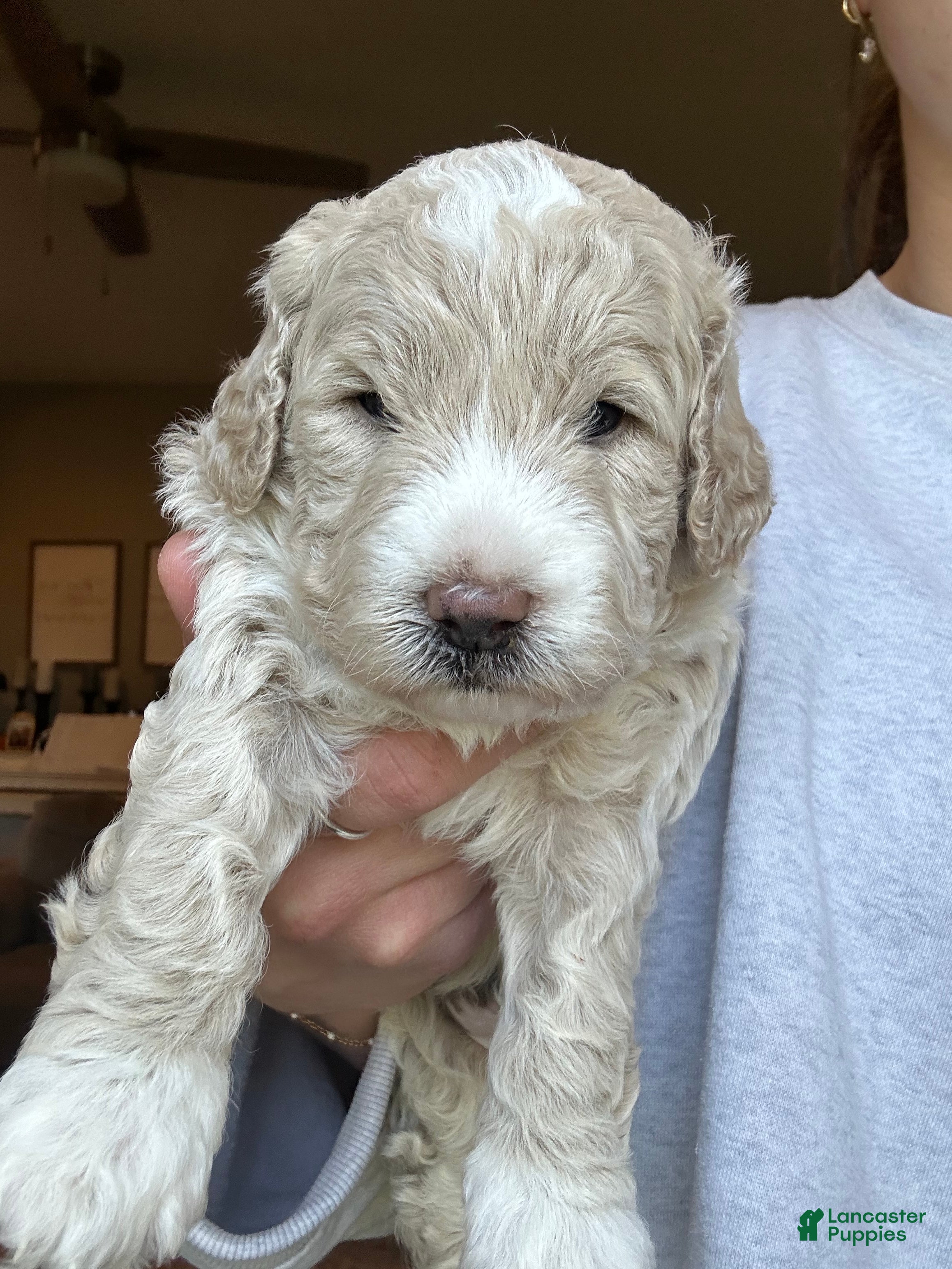Mini Goldendoodle dogs for sale: Ollie - Ad 1