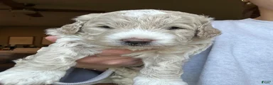 Ollie