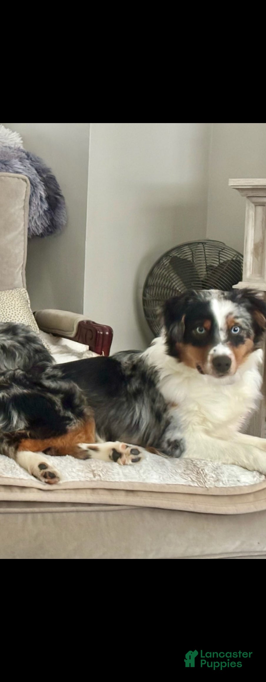 Miniature Australian Shepherd dogs Miniature Australian Shepherd Puppy 2 - Ad 7