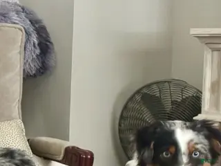 Miniature Australian Shepherd dogs Miniature Australian Shepherd Puppy 2 - Ad 7