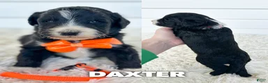 Daxter - standard f1b