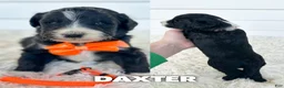 Aussiedoodle dogs for sale: Daxter - standard f1b - Ad 1