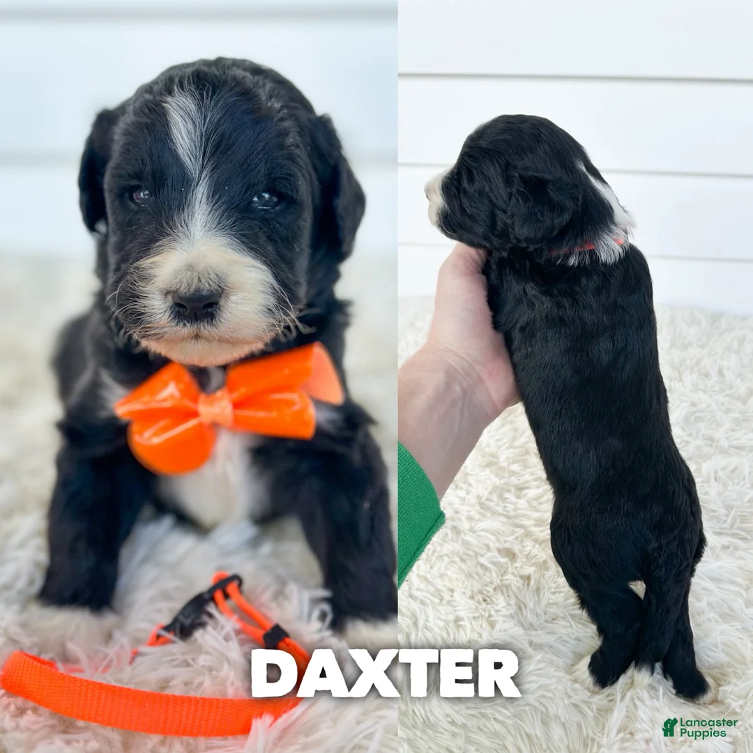 Aussiedoodle dogs for sale: Daxter - standard f1b - Ad 1