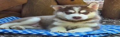 Fido