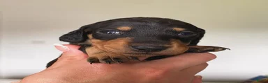 Miniature Dachshund Puppy 4