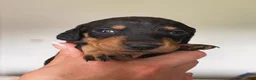 Miniature Dachshund dogs for sale: Miniature Dachshund Puppy 4 - Ad 1