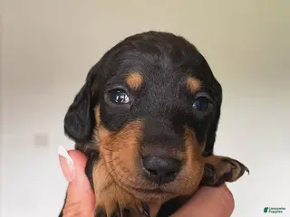 Miniature Dachshund dogs Miniature Dachshund Puppy 4 - Ad 5