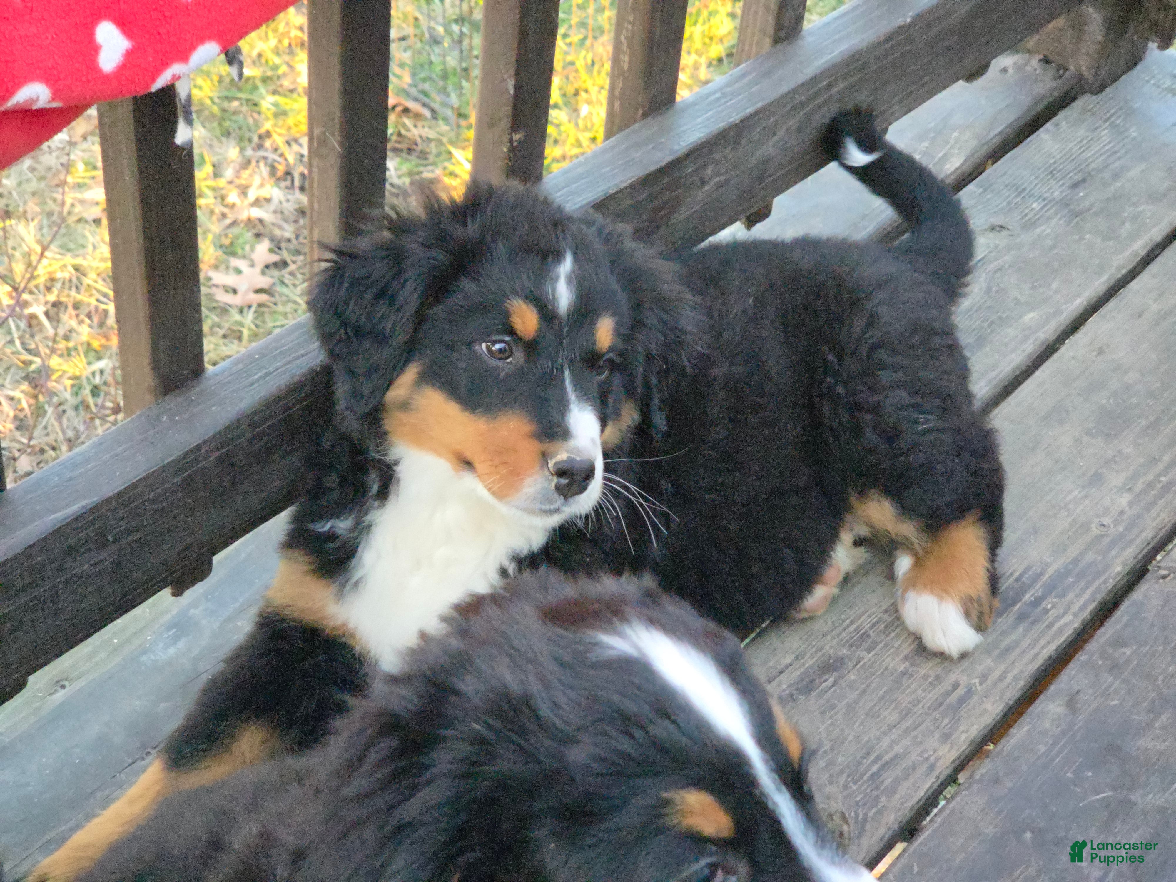 Bernese Mountain Dog dogs Bernese Mountain Dog Puppy 3 - Ad 2