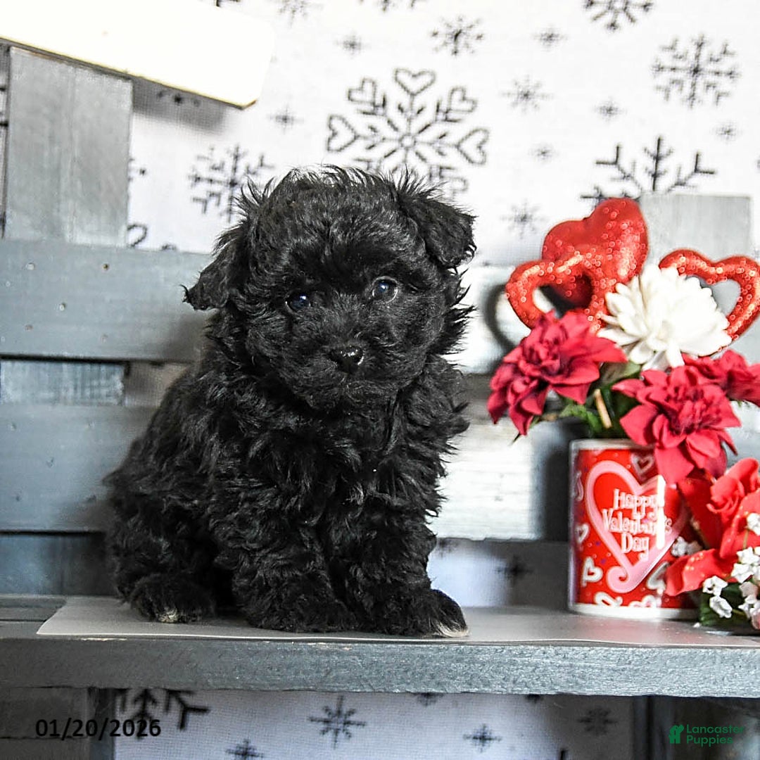 Havapoo dogs for sale: Remy - Ad 3