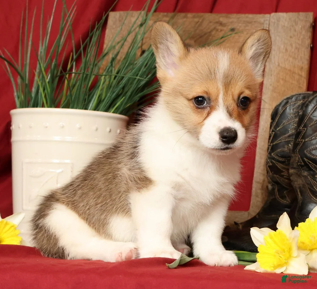 Welsh Corgi Pembroke dogs for sale: Daisy Genetic Clear - Ad 1