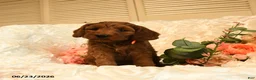 Mini Goldendoodle dogs for sale: Gloria - Ad 4