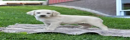 Labrador Retriever dogs for sale: Gabe - Ad 4