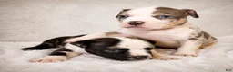American Bully dogs for sale: American Bully Puppy 7 - Ad 2