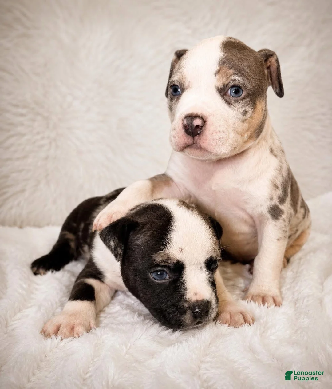 American Bully dogs for sale: American Bully Puppy 7 - Ad 2