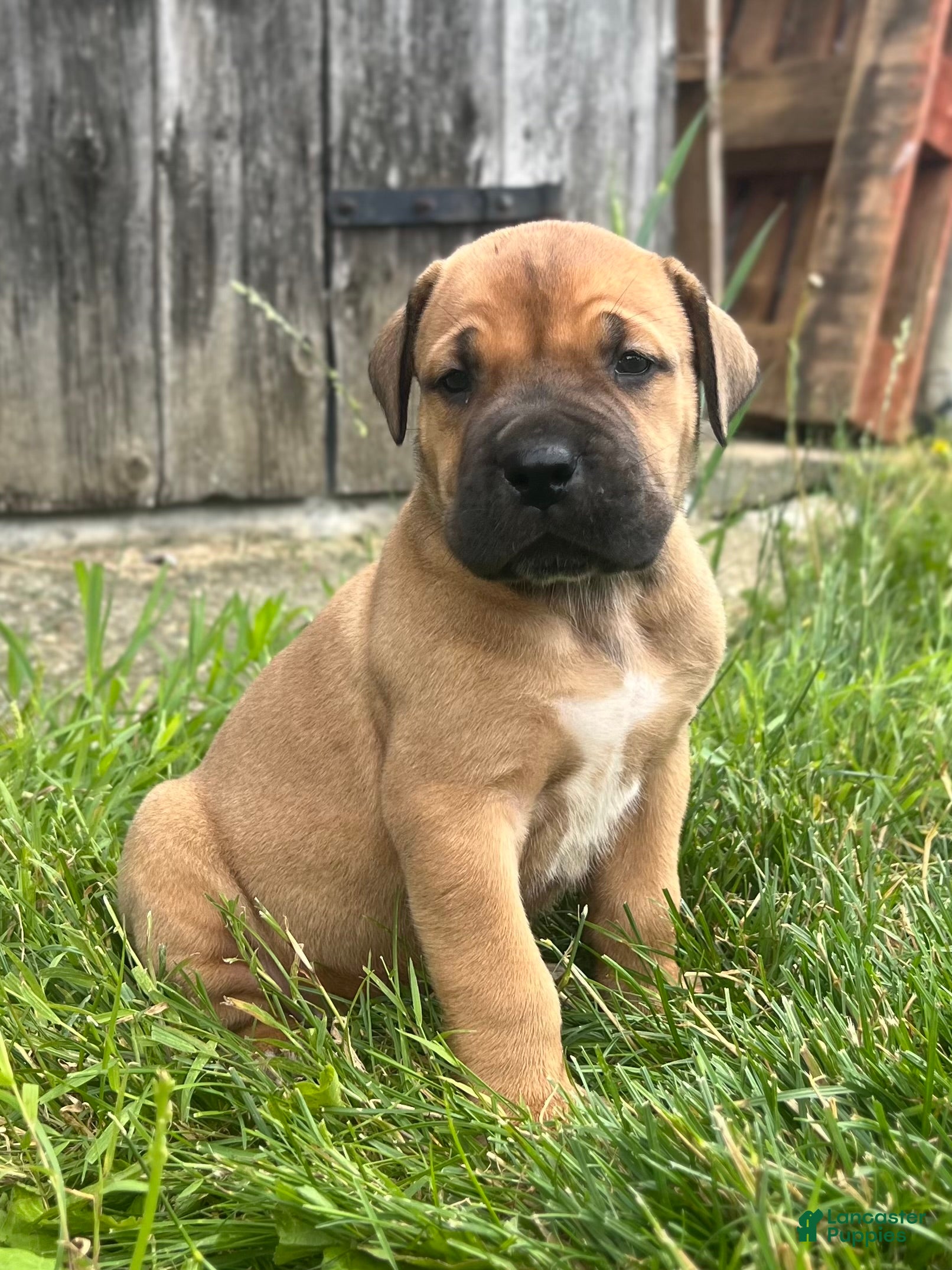 South African Boerboels dogs for sale: South African Boerboels 2 - Ad 4