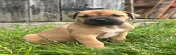 South African Boerboels dogs for sale: South African Boerboels 2 - Ad 1