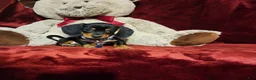 Miniature Dachshund dogs for sale: JASPER  - Ad 5
