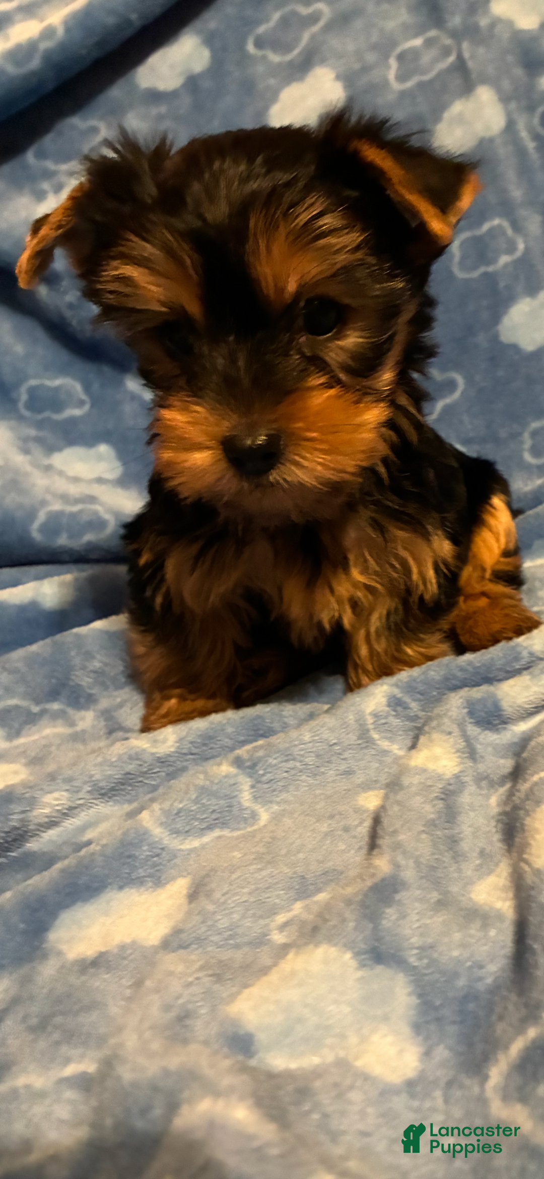 Yorkshire Terrier dogs for sale: Yorkshire Terrier Puppy 1 - Ad 4