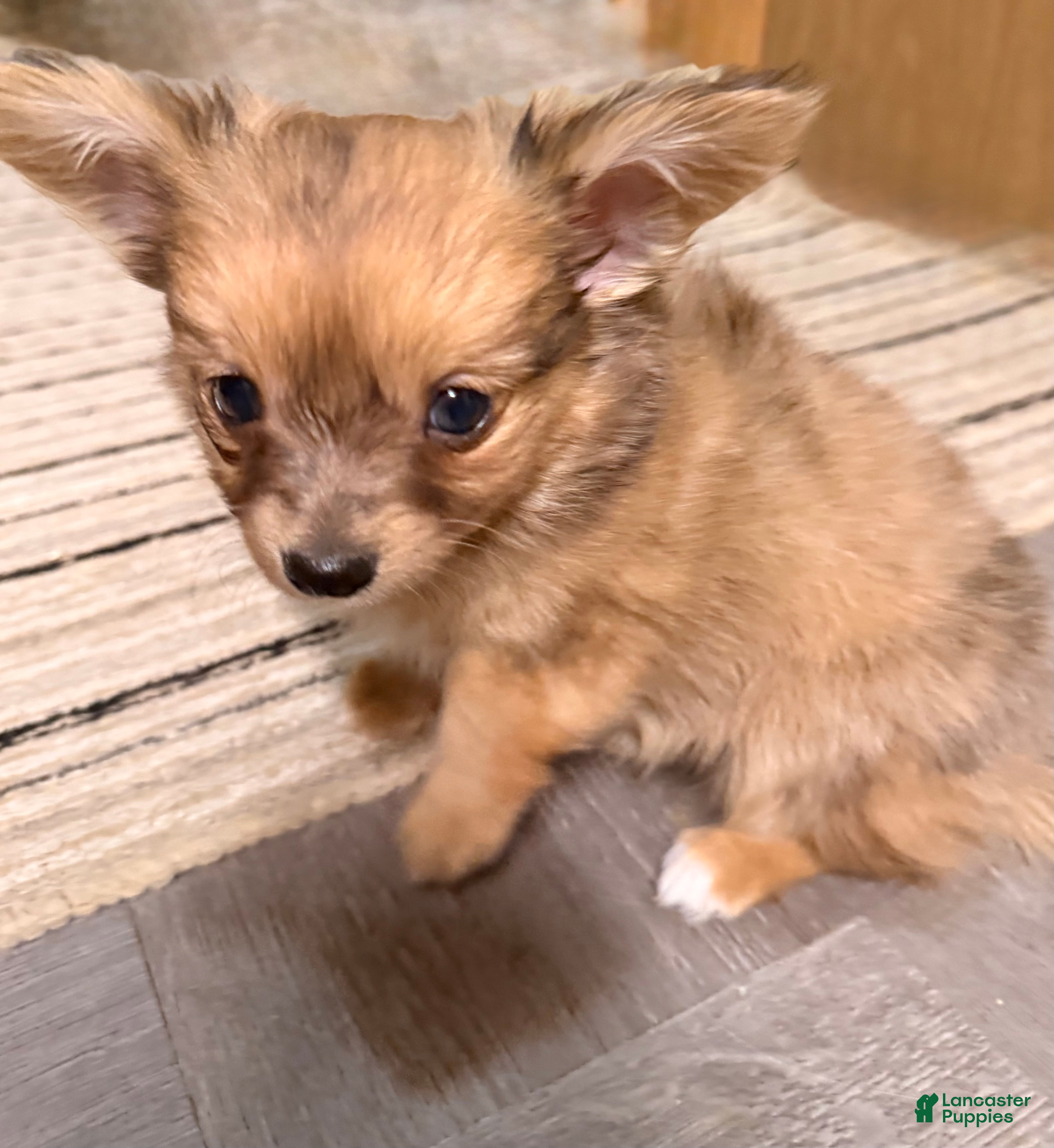 Mixed Breed dogs Chihuahua male brown Merle choin/papillon - Ad 12