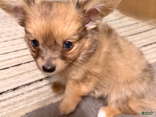 Mixed Breed dogs Chihuahua male brown Merle choin/papillon - Ad 5