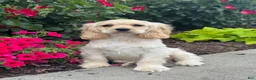 Cocker Spaniel dogs for sale: Chico - Ad 3