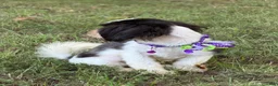 Shih Tzu dogs for sale: Lulu - Ad 4