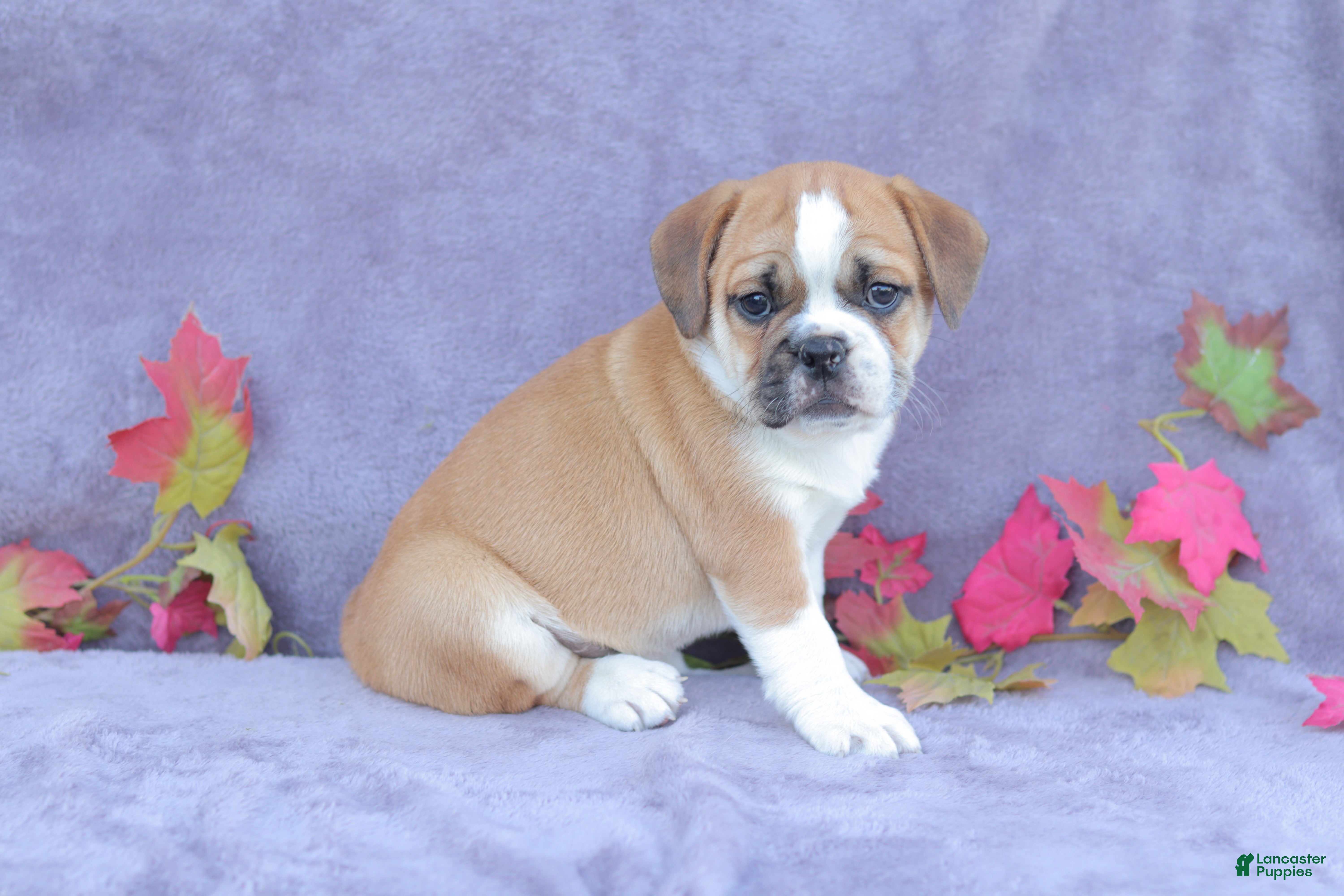 Mixed Breed dogs Jazz - Ad 2