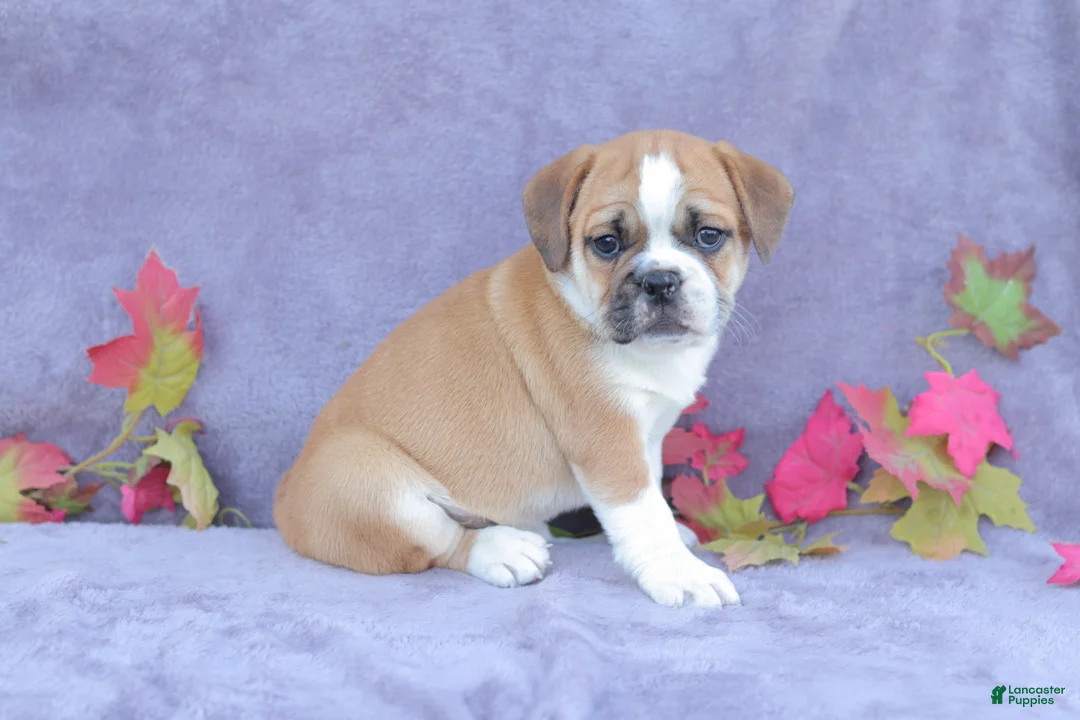Mixed Breed dogs for sale: Jazz - Ad 2