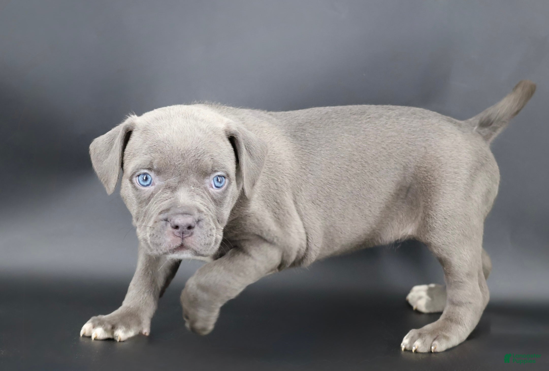 American Bully dogs Unity - Ad 30