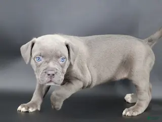 American Bully dogs Unity - Ad 30