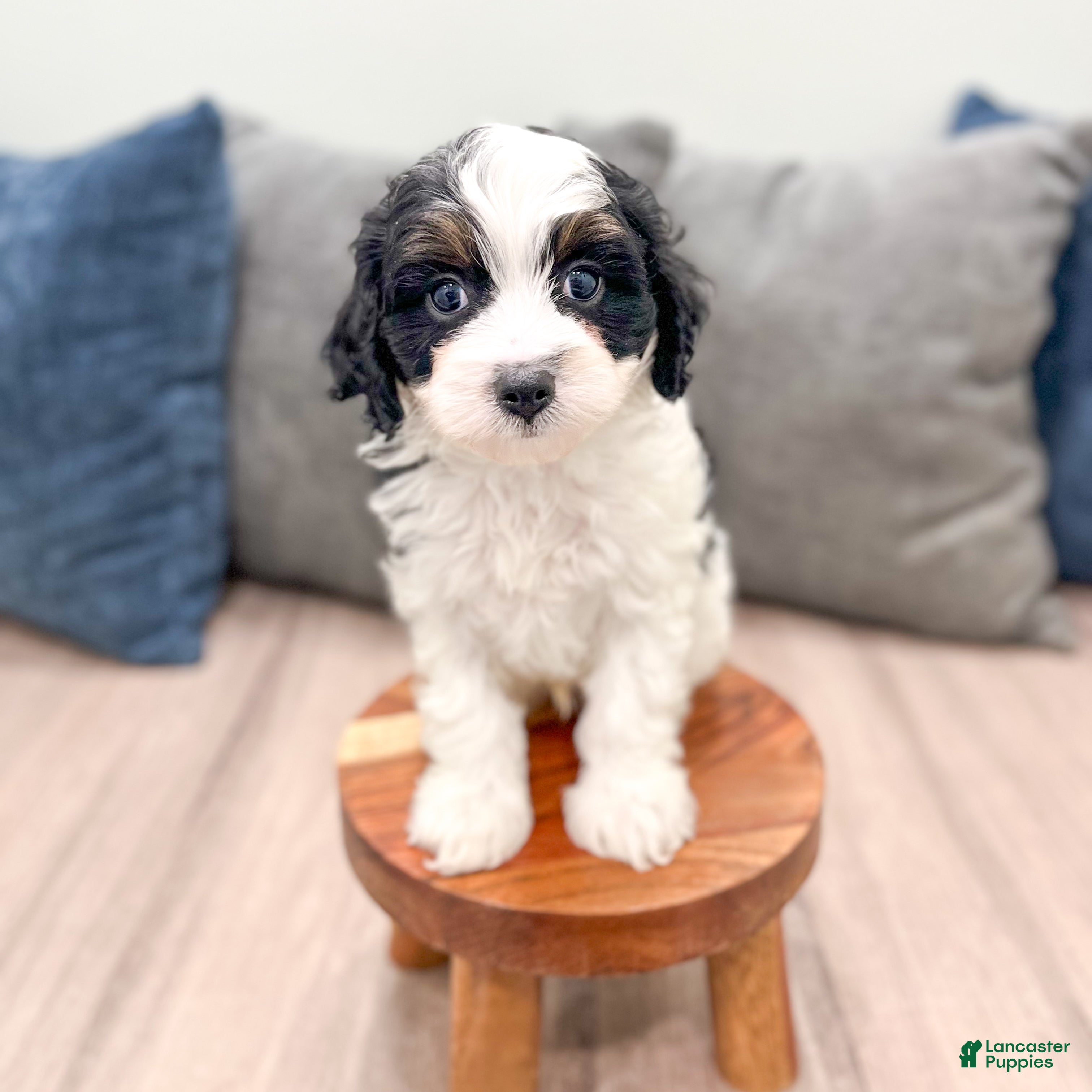 Cavapoo dogs Cash - Ad 1