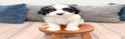 Cavapoo dogs for sale: Cash - Ad 1