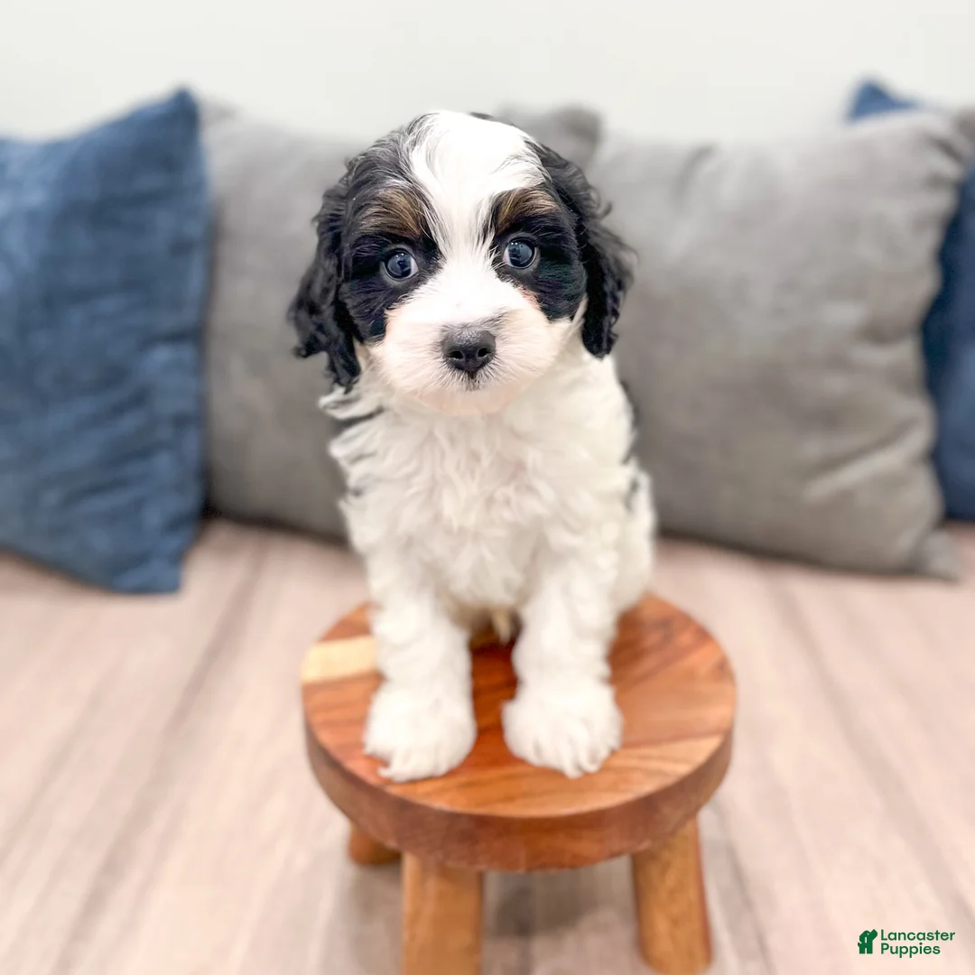 Cavapoo dogs for sale: Cash - Ad 1