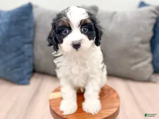 Cavapoo dogs for sale: Cash - Ad 2