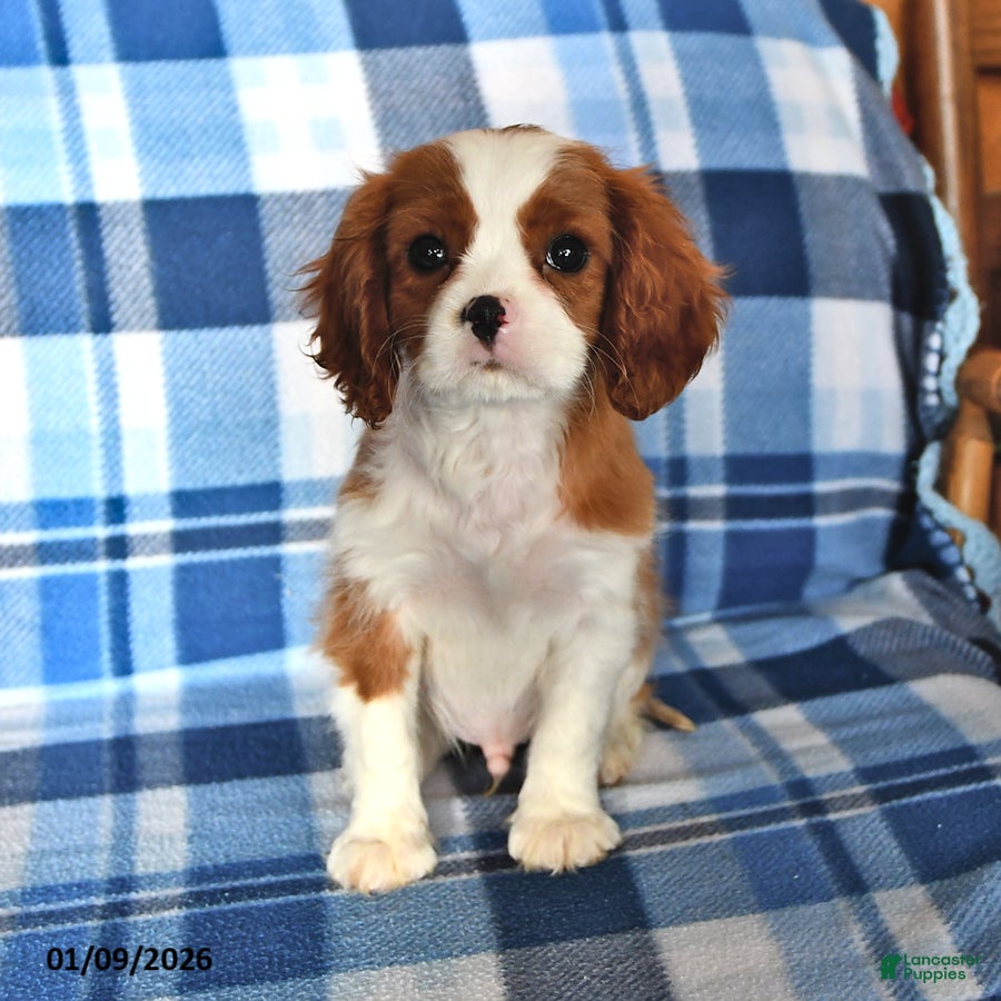 Cavalier King Charles Spaniel dogs Reddy - Ad 19