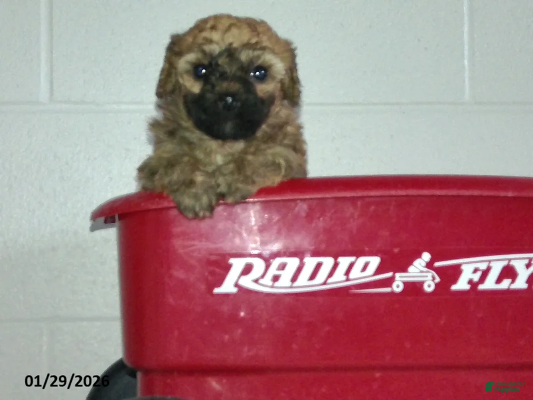 Yorkiepoo dogs for sale: Cody - Ad 10