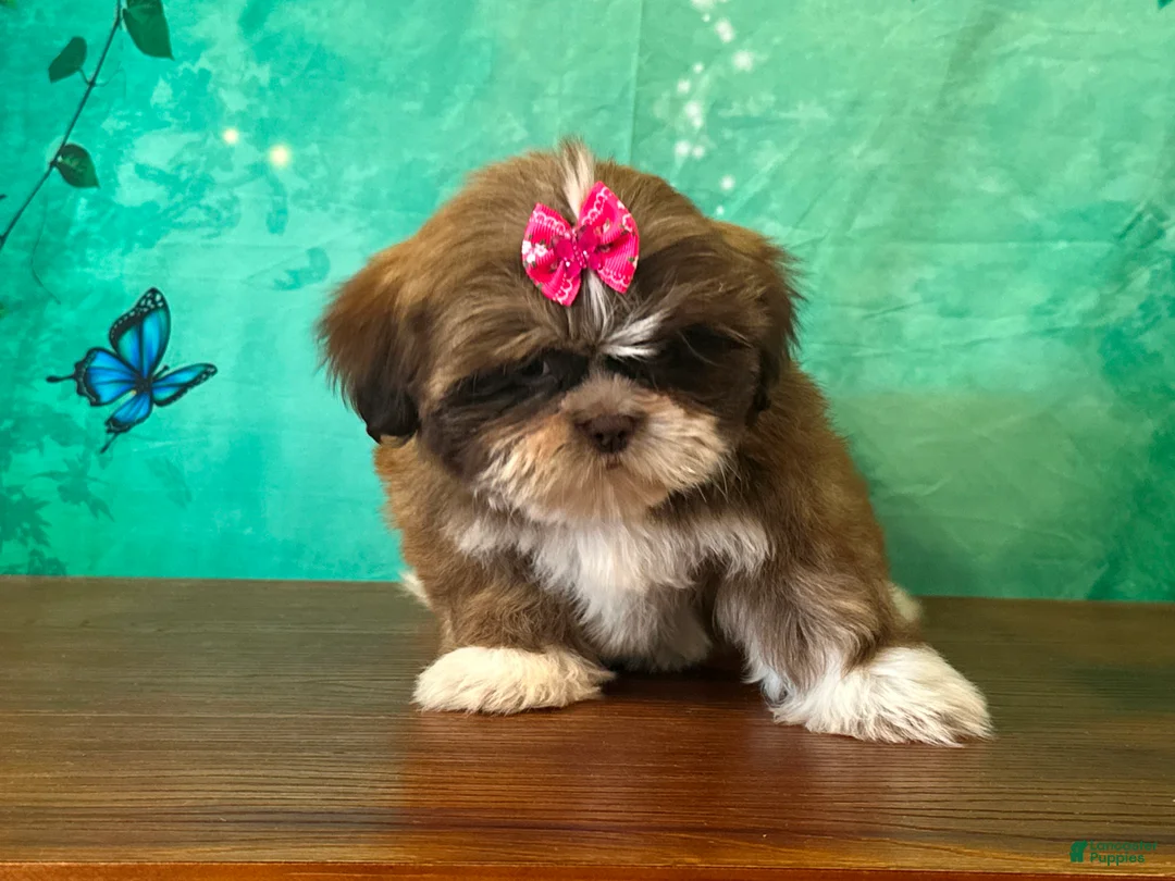 Shih Tzu dogs for sale: Poppy - Ad 1