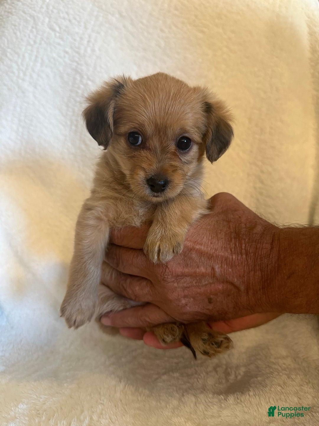 Mixed Breed dogs for sale: Mixed Breed Puppy 3 - Ad 6