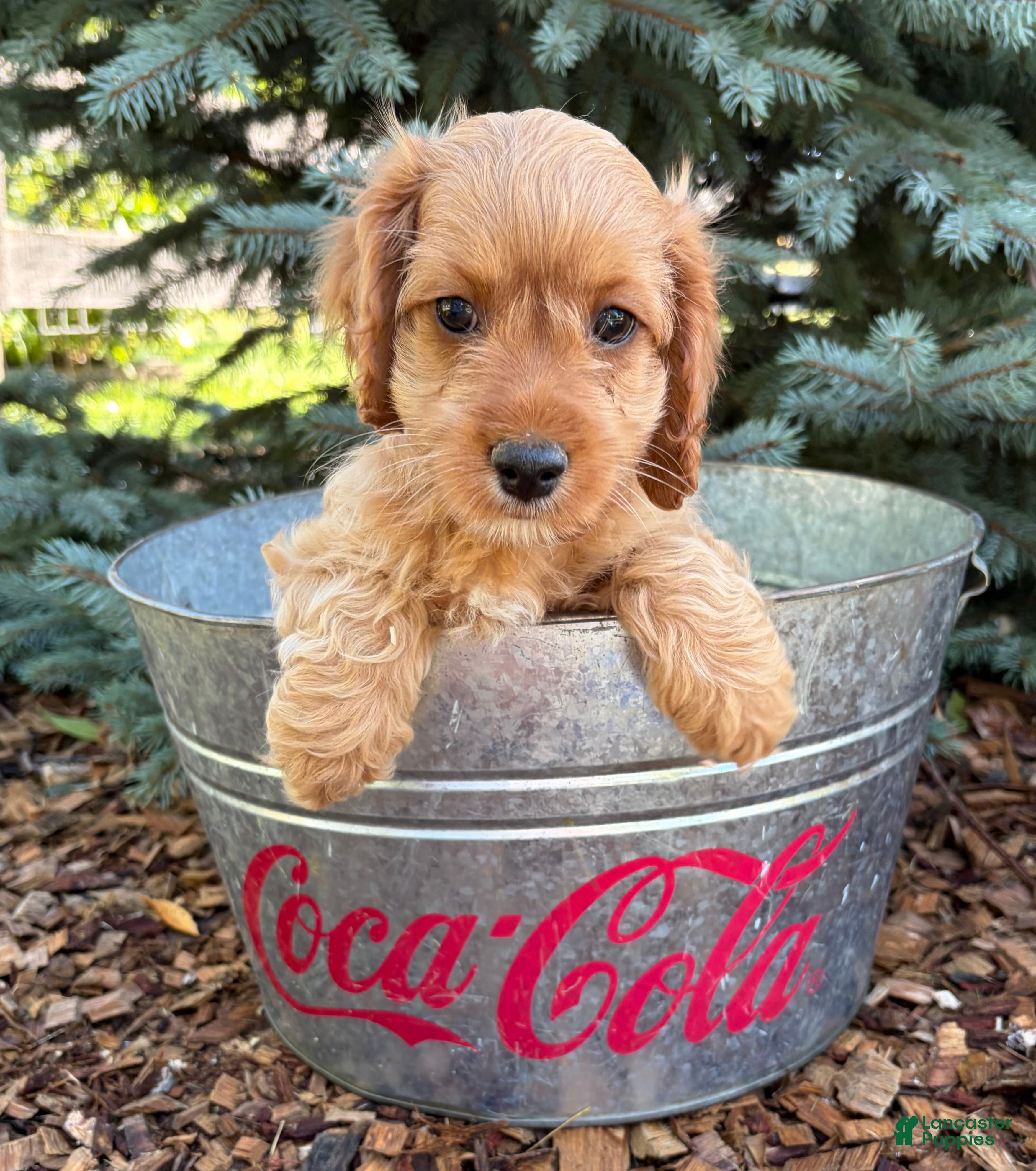 Cockapoo dogs Becca - Ad 2