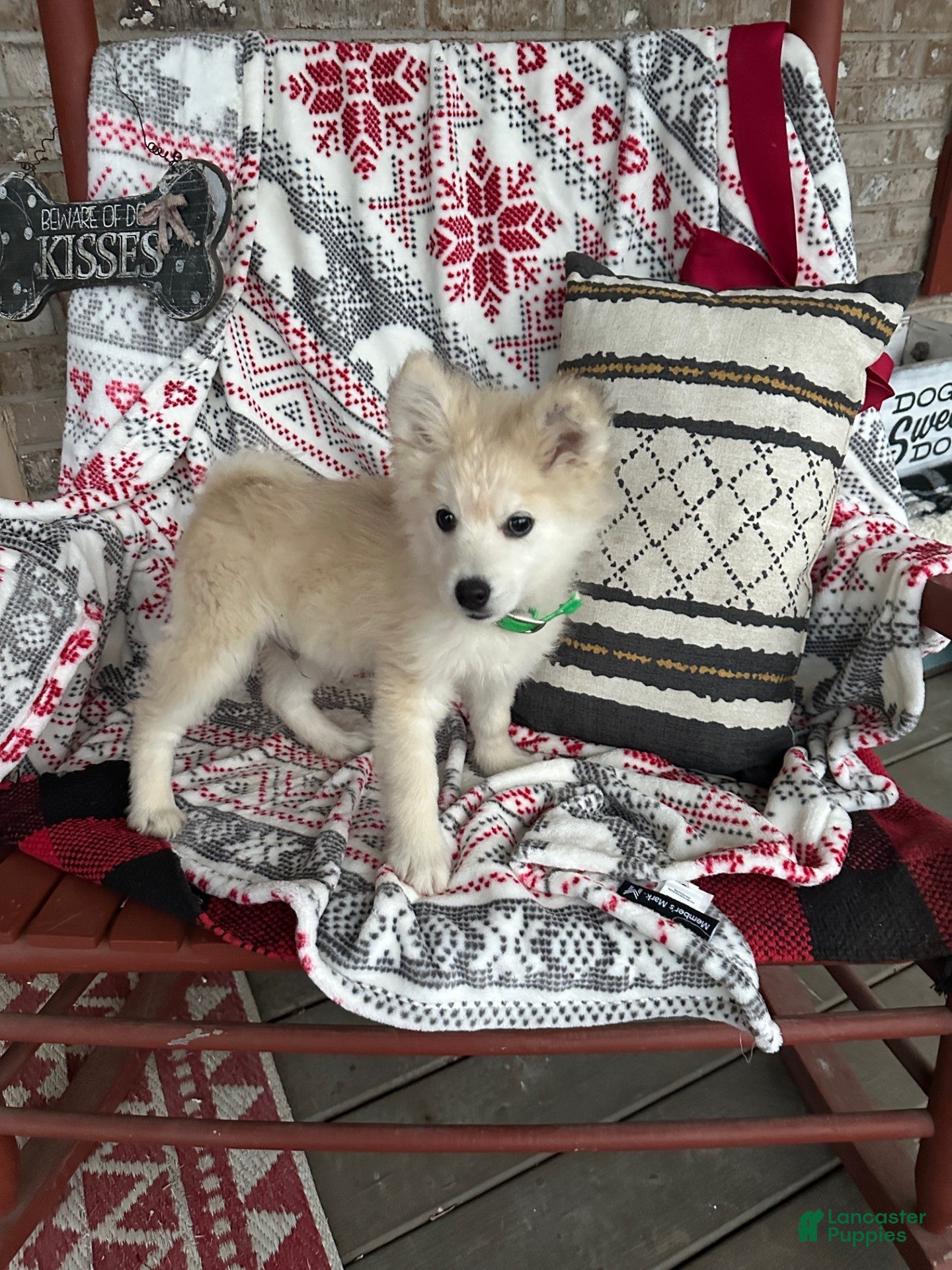 Pomsky dogs Connor - Ad 20
