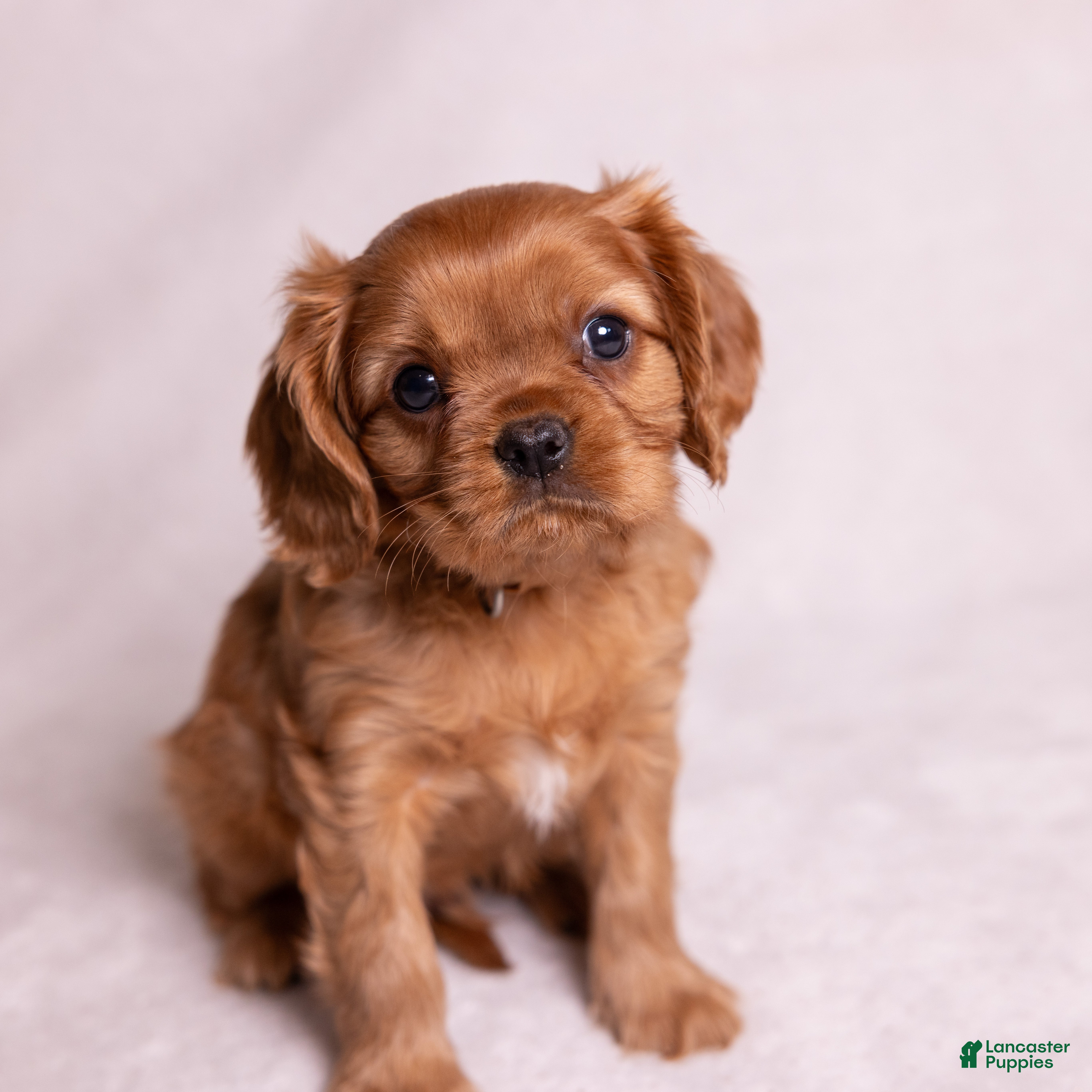 Cavalier King Charles Spaniel dogs Aristotle - Ad 2