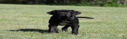 Neapolitan Mastiff dogs for sale: Neapolitan Mastiff Puppy 1 - Ad 19