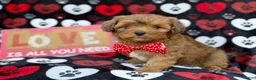 Shihpoo dogs for sale: Hudson - Ad 9